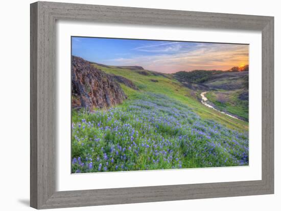 Wildflower Hillside at Sunset, Table Mountain-Vincent James-Framed Photographic Print