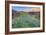 Wildflower Hillside at Sunset, Table Mountain-Vincent James-Framed Photographic Print