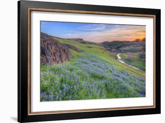 Wildflower Hillside at Sunset, Table Mountain-Vincent James-Framed Photographic Print