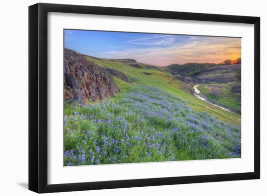 Wildflower Hillside at Sunset, Table Mountain-Vincent James-Framed Photographic Print