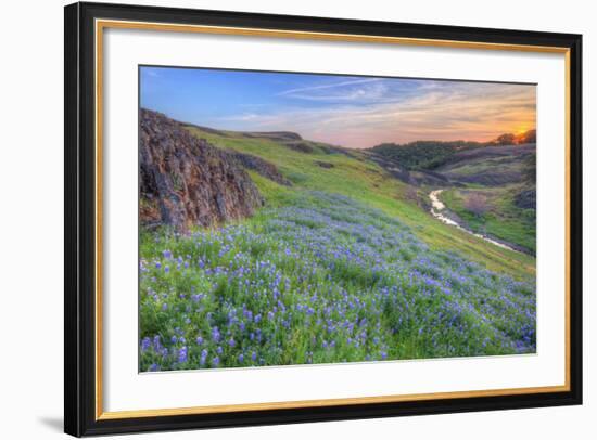 Wildflower Hillside at Sunset, Table Mountain-Vincent James-Framed Photographic Print