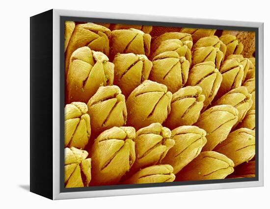 Wildflower in Chrysanthemum Family-Micro Discovery-Framed Premier Image Canvas