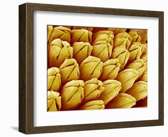 Wildflower in Chrysanthemum Family-Micro Discovery-Framed Photographic Print