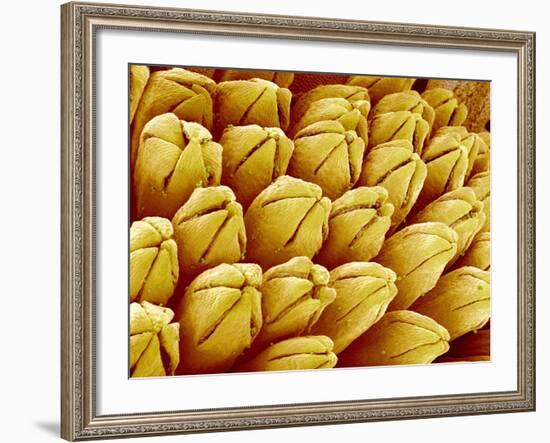 Wildflower in Chrysanthemum Family-Micro Discovery-Framed Photographic Print