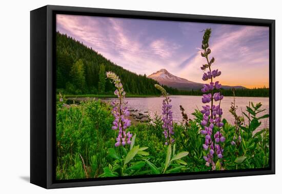 Wildflower Lake, Trillium Lake and Lupine, Mount Hood Wilderness, Oregon-Vincent James-Framed Premier Image Canvas