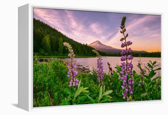 Wildflower Lake, Trillium Lake and Lupine, Mount Hood Wilderness, Oregon-Vincent James-Framed Premier Image Canvas