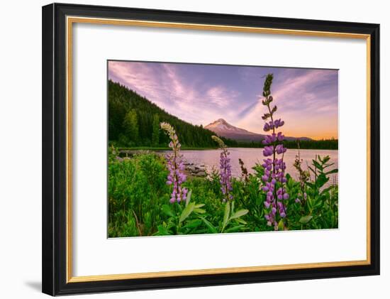 Wildflower Lake, Trillium Lake and Lupine, Mount Hood Wilderness, Oregon-Vincent James-Framed Photographic Print