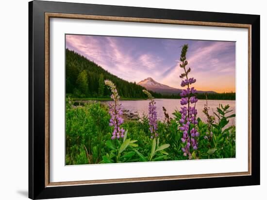 Wildflower Lake, Trillium Lake and Lupine, Mount Hood Wilderness, Oregon-Vincent James-Framed Photographic Print