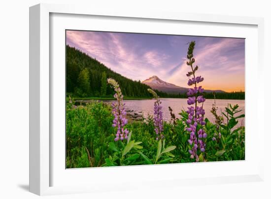 Wildflower Lake, Trillium Lake and Lupine, Mount Hood Wilderness, Oregon-Vincent James-Framed Photographic Print