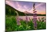 Wildflower Lake, Trillium Lake and Lupine, Mount Hood Wilderness, Oregon-Vincent James-Mounted Photographic Print