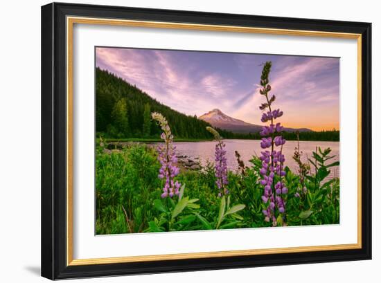 Wildflower Lake, Trillium Lake and Lupine, Mount Hood Wilderness, Oregon-Vincent James-Framed Photographic Print