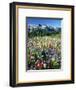 Wildflower Meadow and Tatoosh Range-Craig Tuttle-Framed Photographic Print