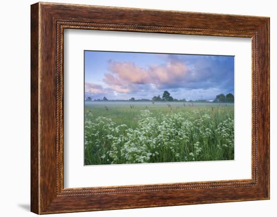 Wildflower Meadow at Dawn, Nemunas Delta, Lithuania, June 2009-Hamblin-Framed Photographic Print