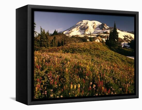 Wildflower Meadow Below Mount Rainier-Stuart Westmorland-Framed Premier Image Canvas