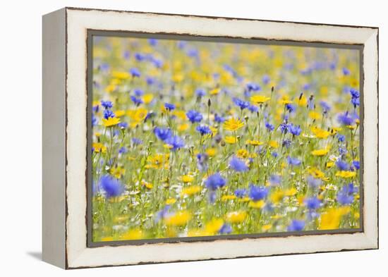 Wildflower Meadow Cultivated with Cornflower-null-Framed Premier Image Canvas