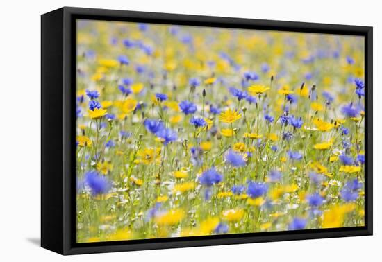 Wildflower Meadow Cultivated with Cornflower-null-Framed Premier Image Canvas