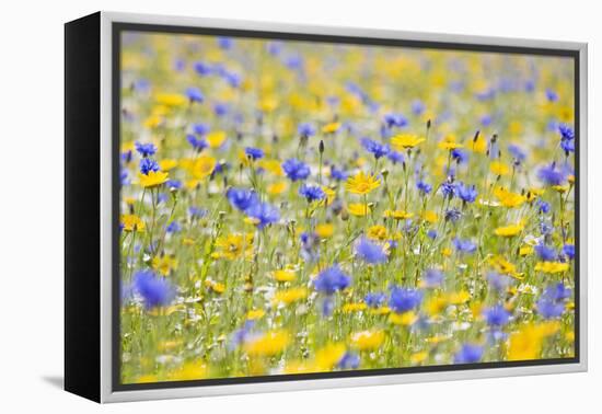 Wildflower Meadow Cultivated with Cornflower-null-Framed Premier Image Canvas