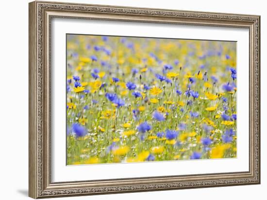 Wildflower Meadow Cultivated with Cornflower-null-Framed Photographic Print