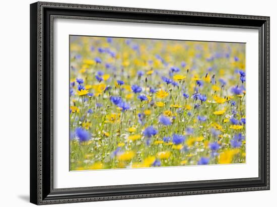 Wildflower Meadow Cultivated with Cornflower-null-Framed Photographic Print