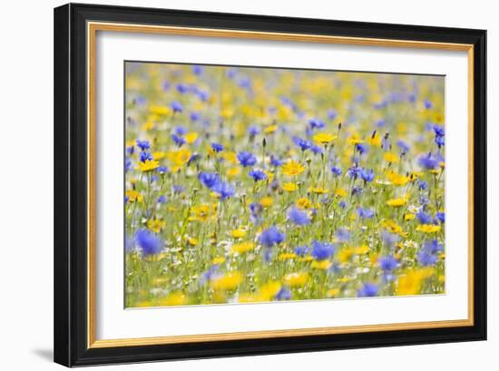 Wildflower Meadow Cultivated with Cornflower-null-Framed Photographic Print