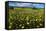 Wildflower Meadow In South Africa-Bob Gibbons-Framed Premier Image Canvas