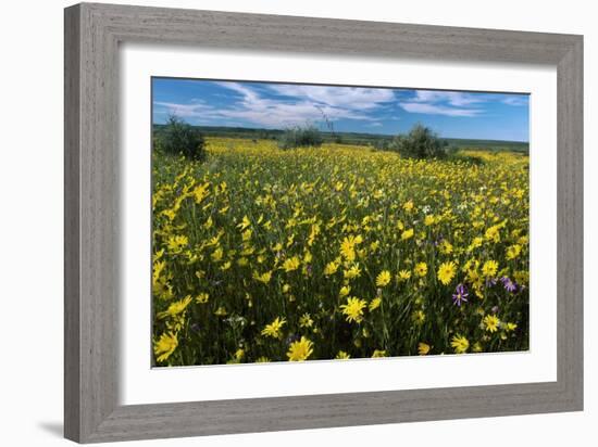 Wildflower Meadow In South Africa-Bob Gibbons-Framed Photographic Print