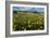 Wildflower Meadow In South Africa-Bob Gibbons-Framed Photographic Print