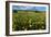 Wildflower Meadow In South Africa-Bob Gibbons-Framed Photographic Print