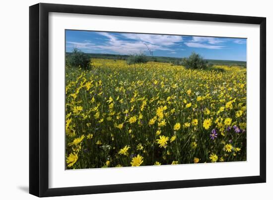 Wildflower Meadow In South Africa-Bob Gibbons-Framed Photographic Print