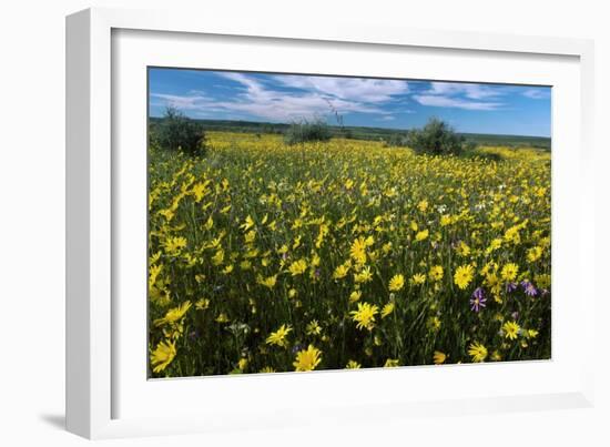 Wildflower Meadow In South Africa-Bob Gibbons-Framed Photographic Print