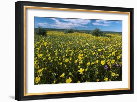 Wildflower Meadow In South Africa-Bob Gibbons-Framed Photographic Print