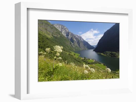 Wildflower Meadow Overlooking Naeroyfjorden, Sogn Og Fjordane, UNESCO World Heritage Site, Norway-Gary Cook-Framed Photographic Print