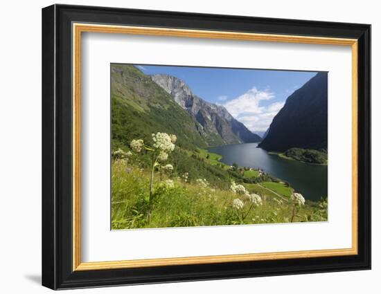 Wildflower Meadow Overlooking Naeroyfjorden, Sogn Og Fjordane, UNESCO World Heritage Site, Norway-Gary Cook-Framed Photographic Print