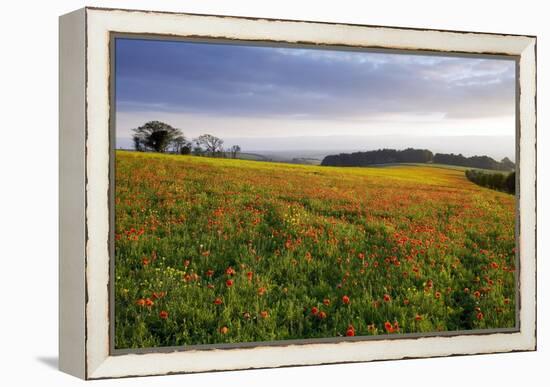 Wildflower Meadow-Bob Gibbons-Framed Premier Image Canvas