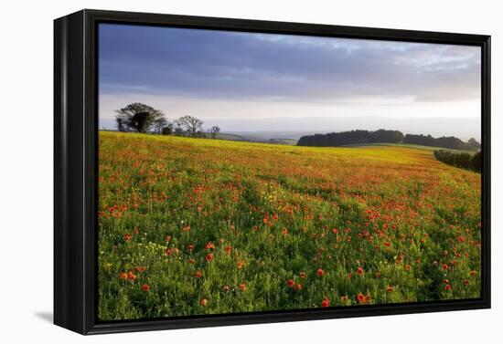 Wildflower Meadow-Bob Gibbons-Framed Premier Image Canvas