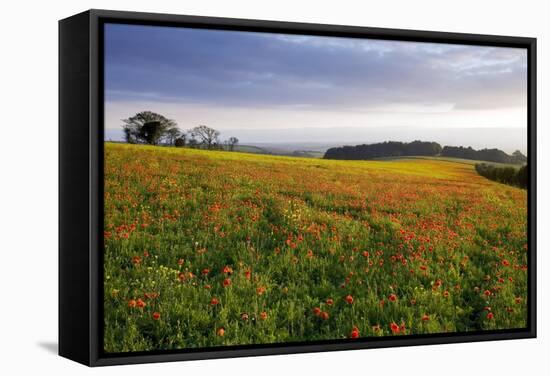 Wildflower Meadow-Bob Gibbons-Framed Premier Image Canvas