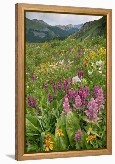 Wildflower Meadow-Bob Gibbons-Framed Premier Image Canvas