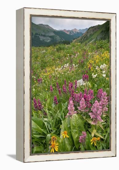 Wildflower Meadow-Bob Gibbons-Framed Premier Image Canvas