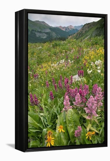 Wildflower Meadow-Bob Gibbons-Framed Premier Image Canvas
