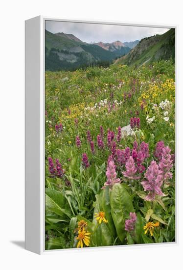 Wildflower Meadow-Bob Gibbons-Framed Premier Image Canvas