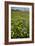 Wildflower Meadow-Bob Gibbons-Framed Photographic Print