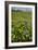 Wildflower Meadow-Bob Gibbons-Framed Photographic Print