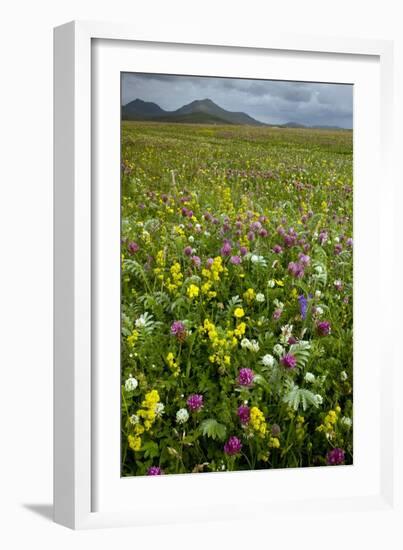 Wildflower Meadow-Bob Gibbons-Framed Photographic Print