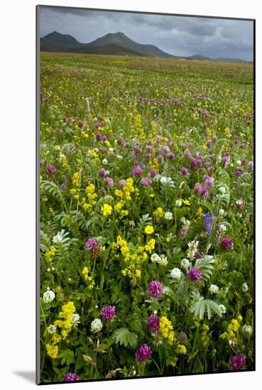 Wildflower Meadow-Bob Gibbons-Mounted Photographic Print