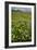 Wildflower Meadow-Bob Gibbons-Framed Photographic Print