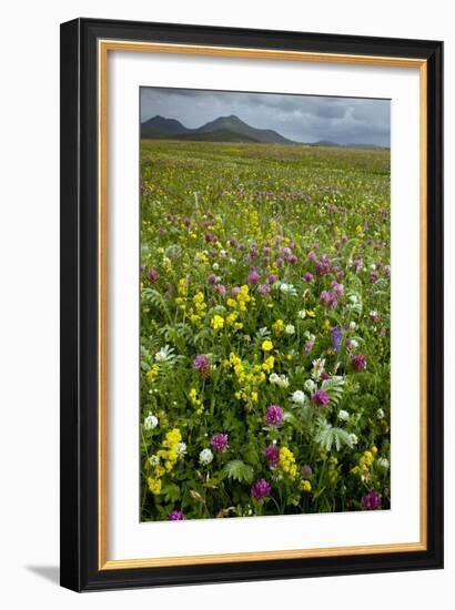 Wildflower Meadow-Bob Gibbons-Framed Photographic Print