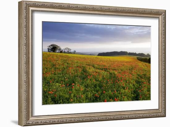 Wildflower Meadow-Bob Gibbons-Framed Photographic Print