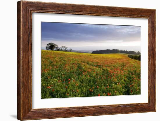 Wildflower Meadow-Bob Gibbons-Framed Photographic Print