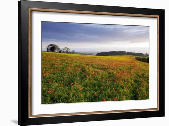 Wildflower Meadow-Bob Gibbons-Framed Photographic Print