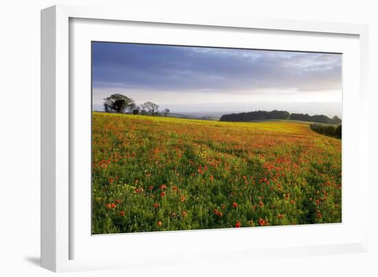 Wildflower Meadow-Bob Gibbons-Framed Photographic Print